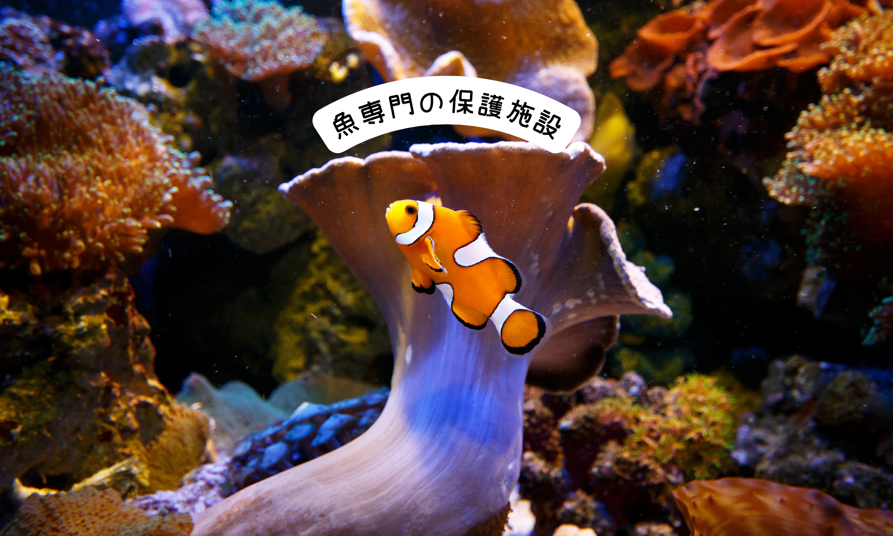 魚専門の保護施設